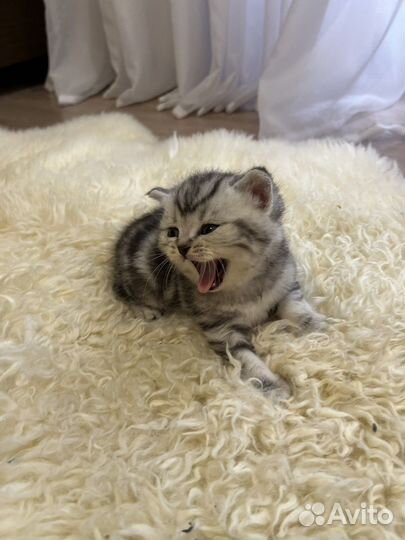 Британские мраморные котята