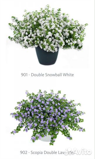 Бакопа и биденс