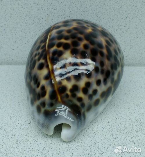 Ципрея Тигрис Каури 9,9 морская ракушка раковина