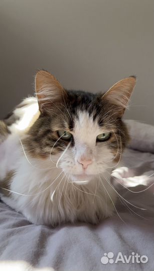 Кот в добрые руки