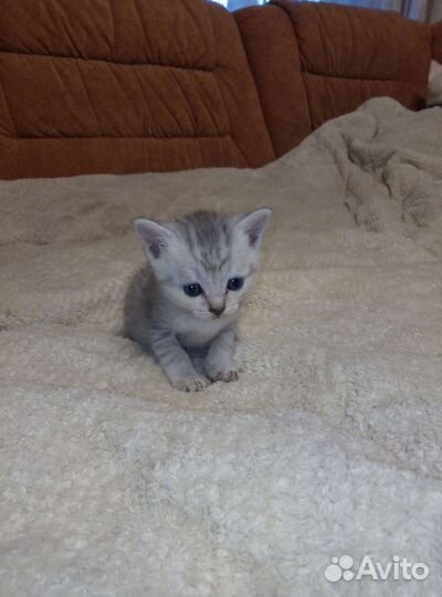 Котёнок