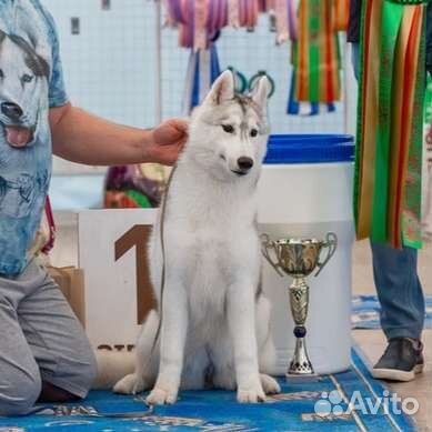 Щенки сибирский хаски