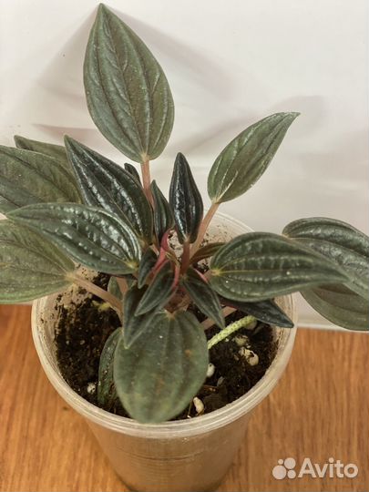 Пеперомии и не только