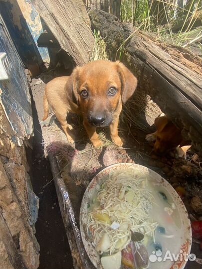 Щенки 2 месяца