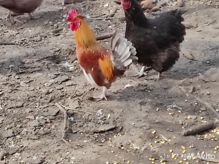 Декоративные петухи