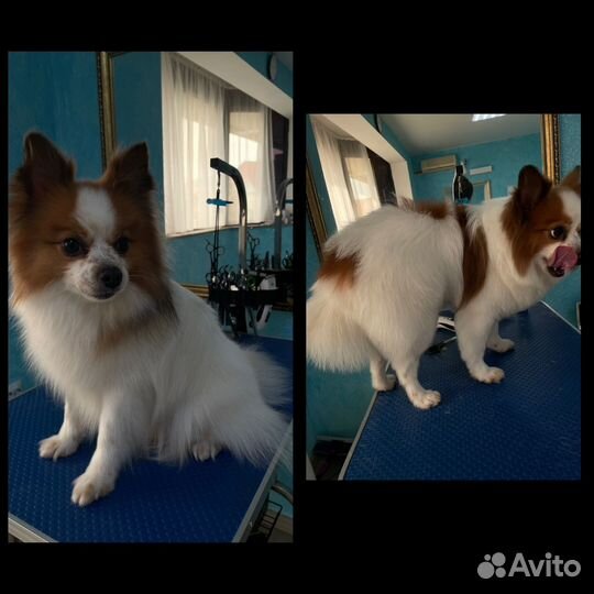 Груминг собак и кошек