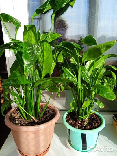 Домашние цветы