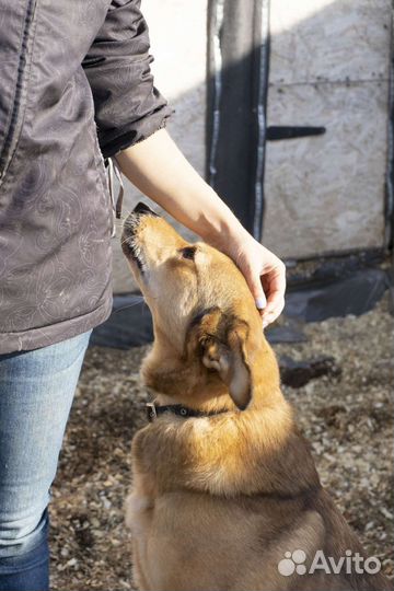 Собака Джек ищет дом и своего человека