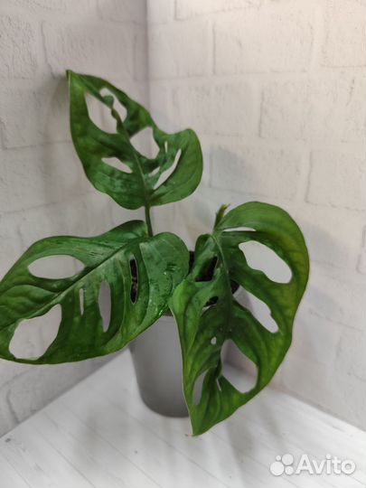 Эпипремнумы, сциндаптусы и филодендроны