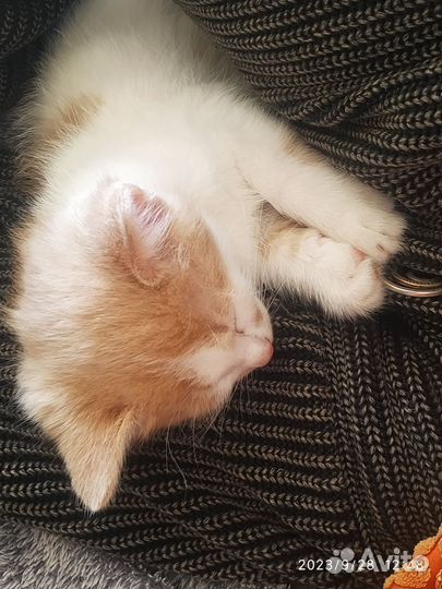 Котенок ищет вас