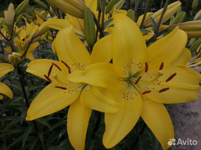 Луковицы лилий и гладиолусов