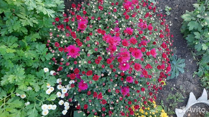 Хризантемы мультифлора