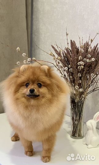 Немецкий шпиц