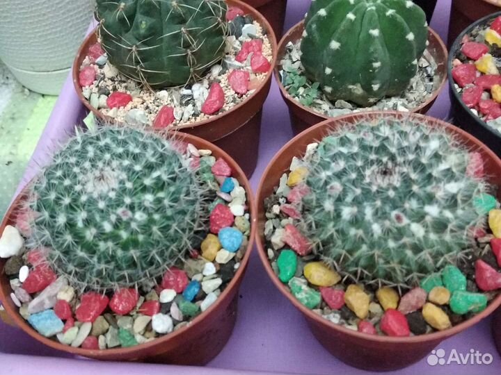 Суккуленты и кактусы много очень