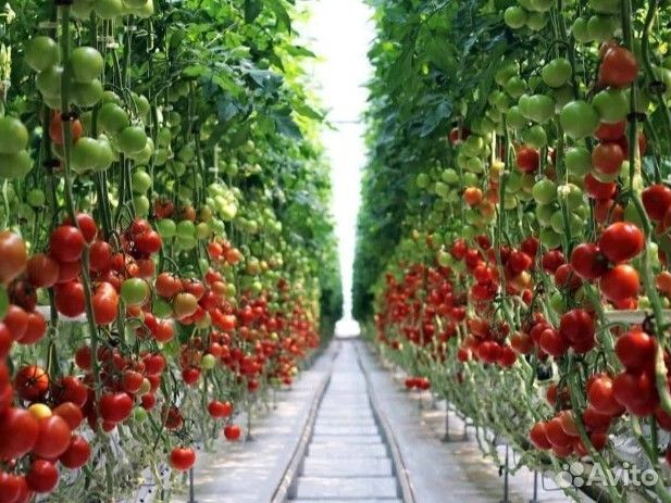 Работа по уборке овощей