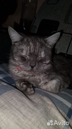 Отдам шотландского кота