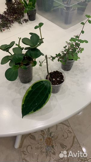 Набор комнатных растений 3 шт
