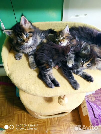 Котята мейн-кун