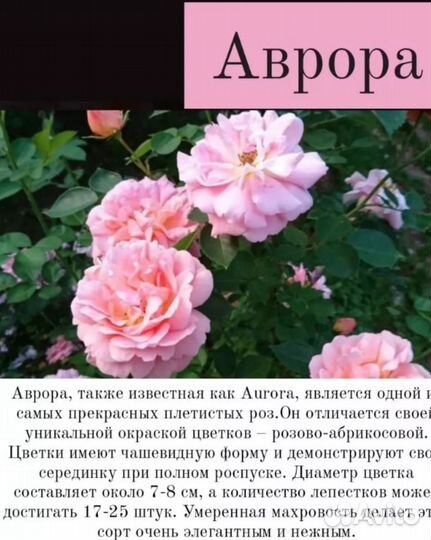 Роза в пакете сорт 