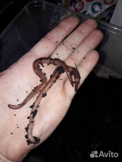 Черви самоловы-Наживка №1\Приманка на Царь рыбу