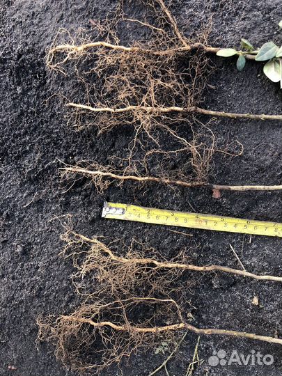 Сеянцы барбариса Тунберга, бирючины