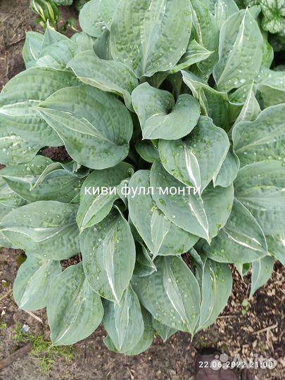 Хоста растение