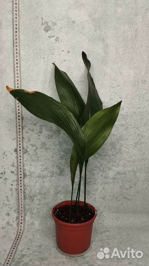 Аспедистра