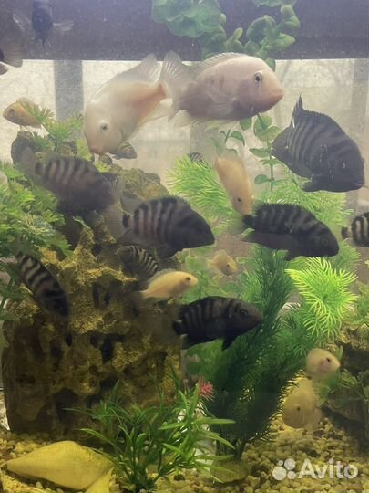 Рыбка цихлида