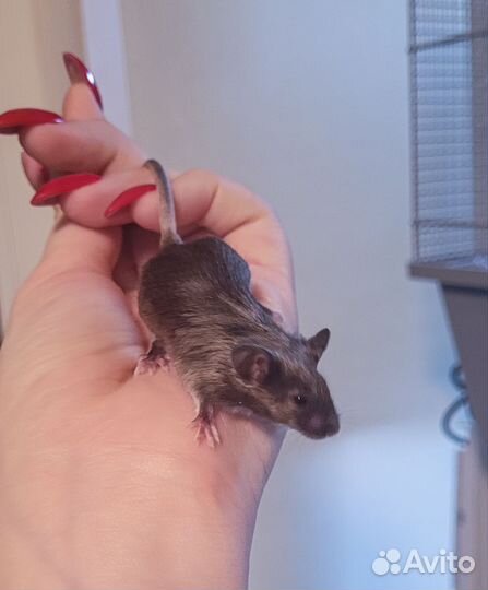 Декоративные мыши