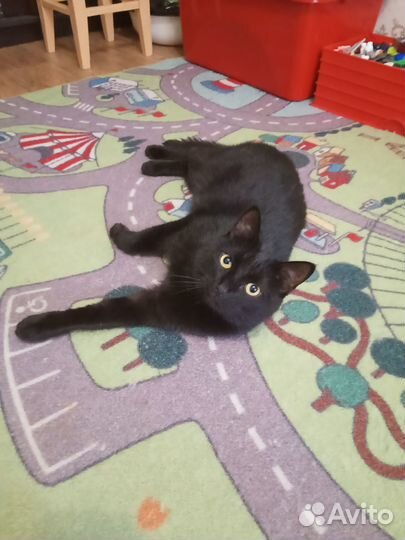 Котик ищет дом