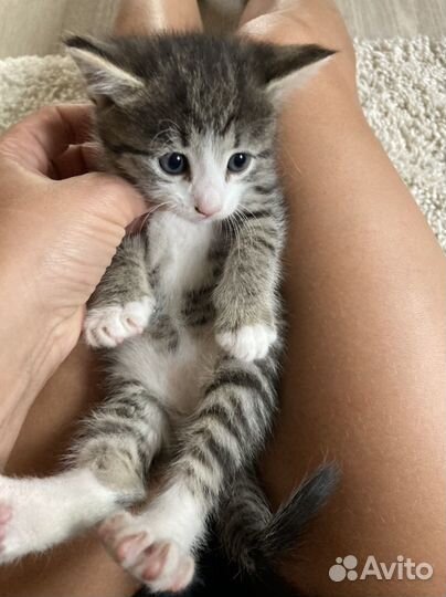 Бенгальская кошка