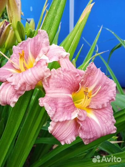 Цветы для сада