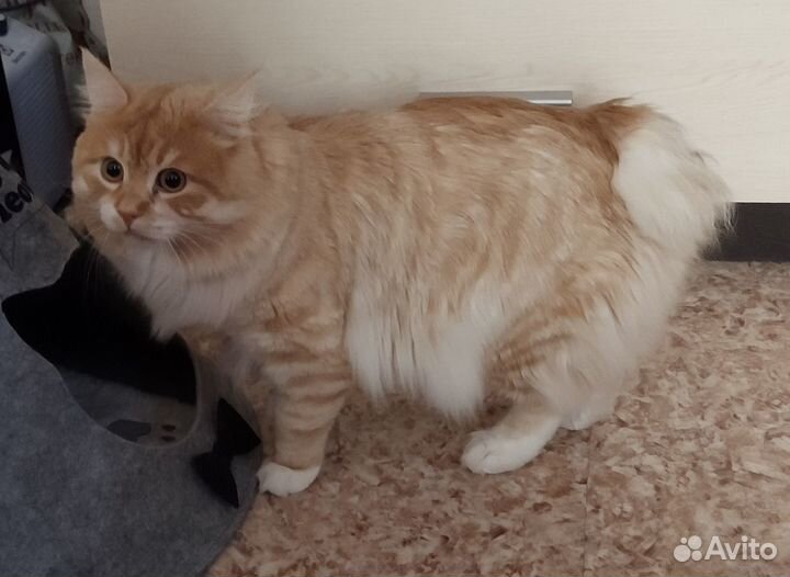 Кот вязка