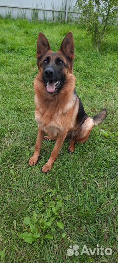 Щенки немецкой овчарки