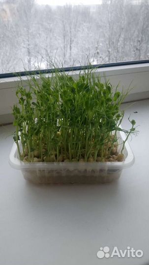 Набор для выращивания микрозелени