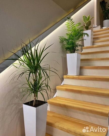 Интерьерное Озеленение и Фитодизайн