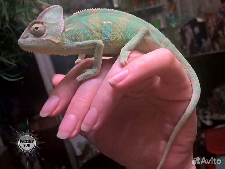 Йеменский хамелеон, малыши самки