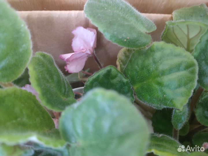 Сортовые фиалки в фазе цветения и набирающие цвет