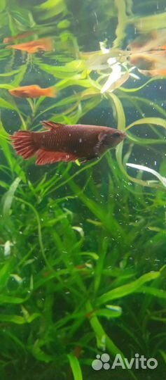 Растения, рыбки, креветки