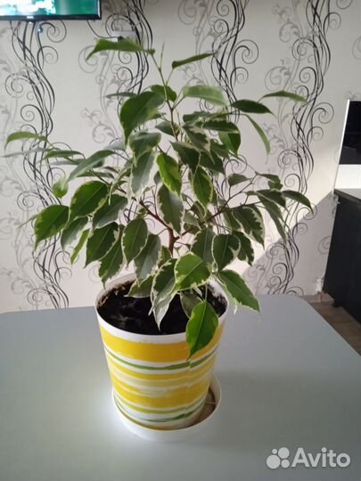 Фикус бенджамина