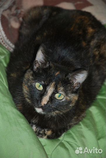 Киса в заботливые руки