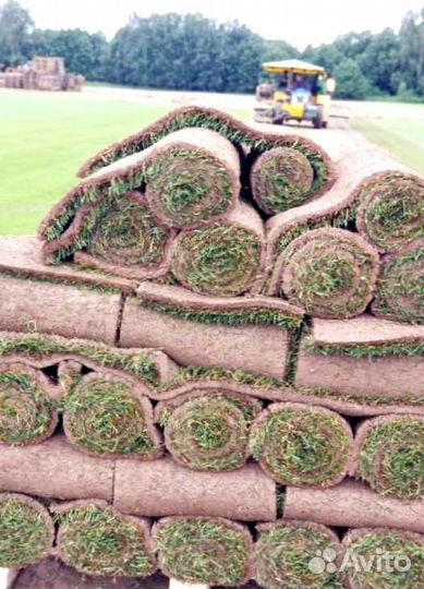 Рулонный газон