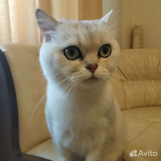 Котоконтроль/Няня к животным/Зооняня