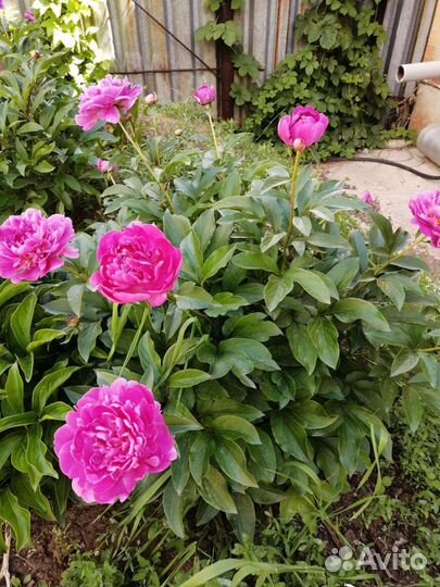 Пионы саженцы
