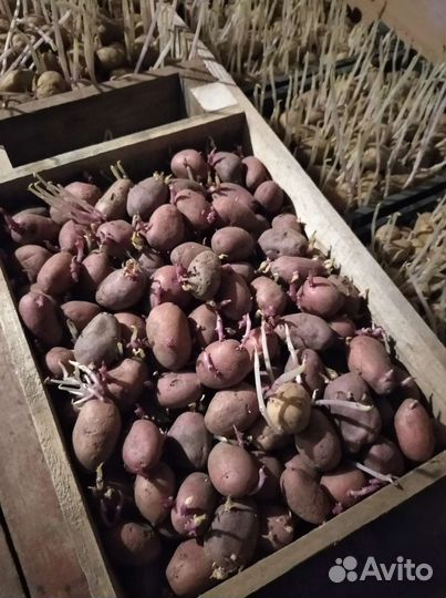Семенной картофель