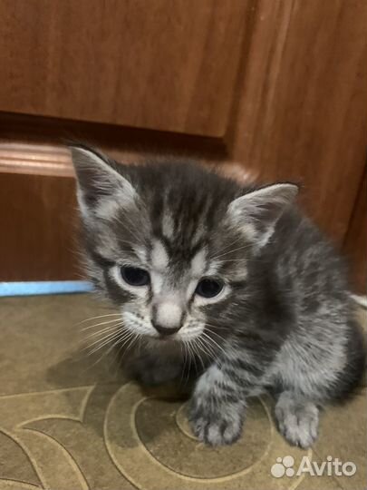 Котята