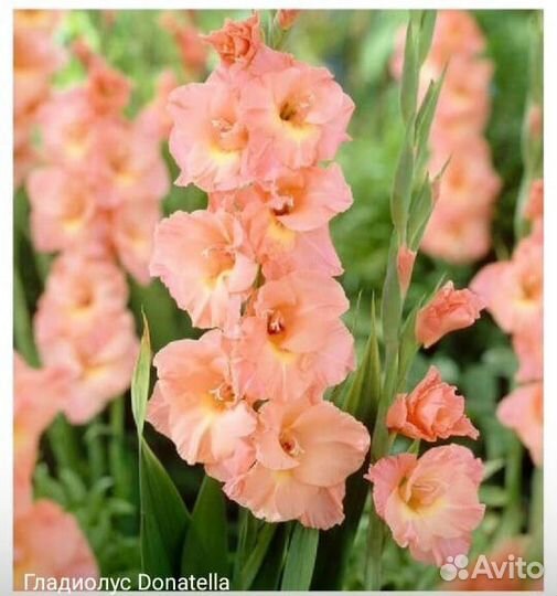 Гладиолусы луковицы