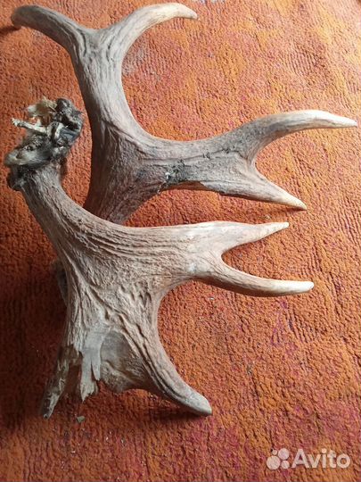 Продам рога лося