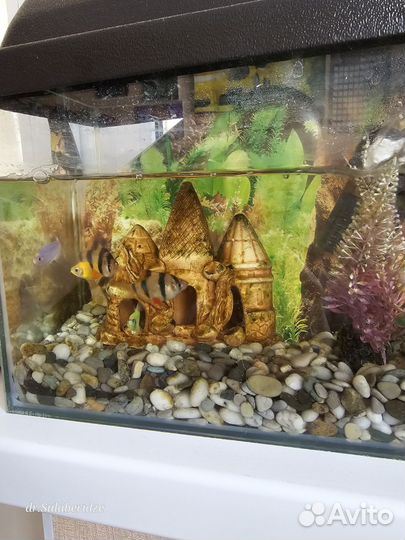 Аквариум с рыбками