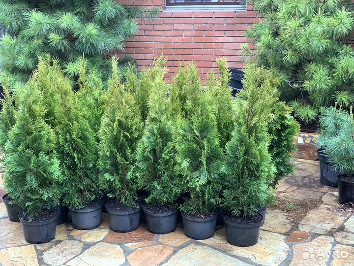 Туя смарагд